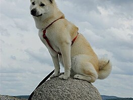 Norsk buhund Skaubos Elli