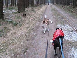 Vyrme. Dogtrekking Toulovec, bezen 2018