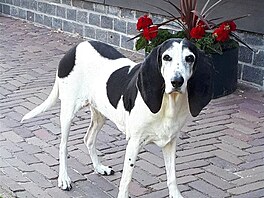 Roos v r. 2018. Bernsk honic pes.