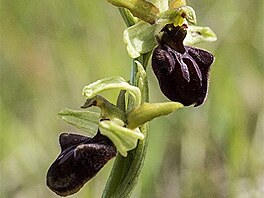 To pavoukonosn (Ophrys sphegodes)