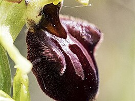 To pavoukonosn (Ophrys sphegodes)