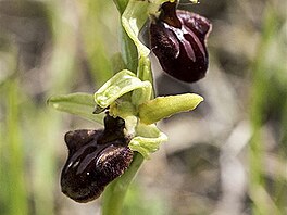 To pavoukonosn (Ophrys sphegodes)