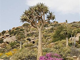 Goegap Aloe dichotoma