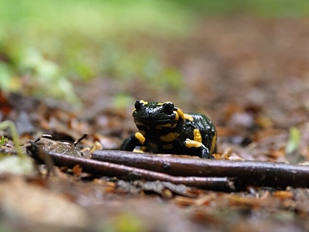 Malé Karpaty (navazují na Považský Inovec), květen 2025, den 6