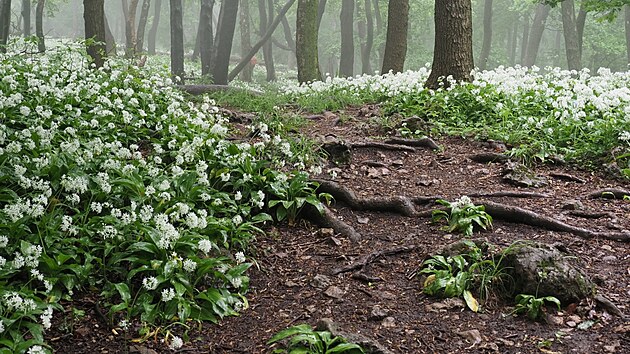 Malé Karpaty (navazují na Považský Inovec), květen 2025, den 6