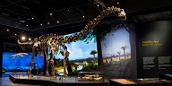 dino
