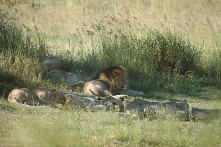 Na cest po jihoafrick Mpumalanze