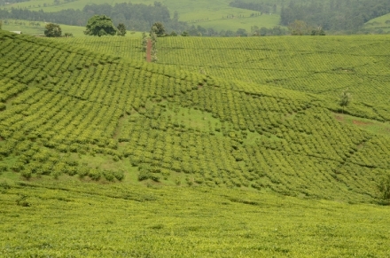 Na cest� po Rwand�