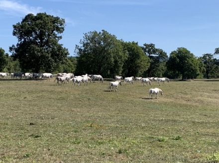 Na cest po slovinskm Pmo