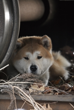 Ha�ik�: Pr�beh psa