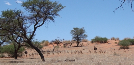 P�trosi - �ivot v b�hu