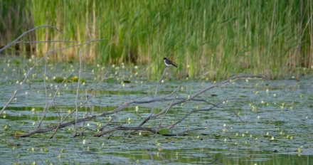 �eka Hudson - mezi divo�inou a mrakodrapy