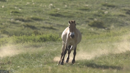 Kr�lovstv� divo�iny: Kon� Przewalsk�ho