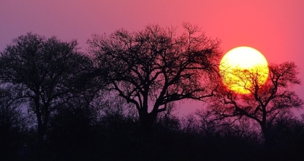 B�l� lvi - zrozeni v divo�in� (2/2)