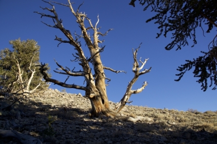 Planeta Kalifornie (2/2)