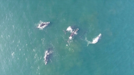 Magalhaes�v divok� sv�t