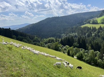 P�vab rakousk�ch hor II