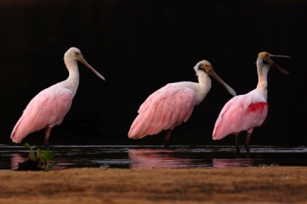 Pantanal - brazilsk� p��rodn� z�zrak