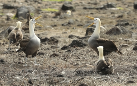 Humboldt�v proud (3/3)