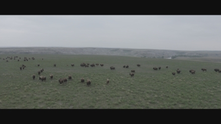 Znovuzrozen� divo�ina Skalnat�ch hor: Od Yellowstonu k Yukonu (1/4)