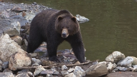 Znovuzrozen� divo�ina Skalnat�ch hor: Od Yellowstonu k Yukonu (2/4)