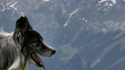 Skryt� �ivot na�ich dom�c�ch mazl��k� (2/4)
