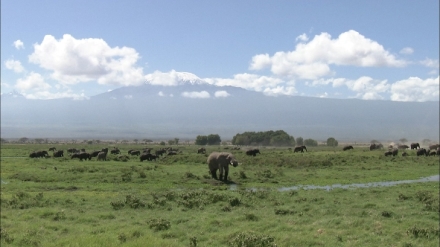 Krlovstv divoiny: Slon africk, Tanzanie