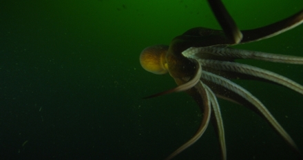 Setkn s obrovskmi tichomoskmi chobotnicemi