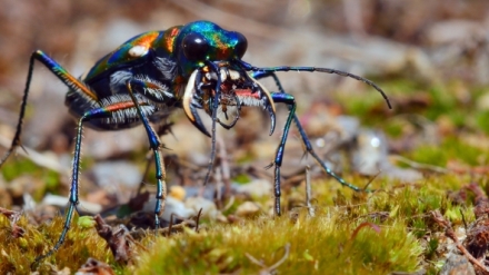 Strategie rozmnoovn v prod (2/2)