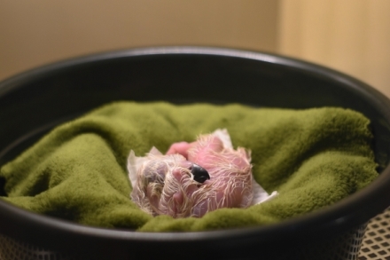 Nadje pro krle nebes