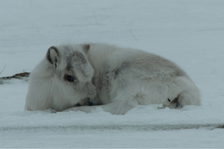 Zimn� poh�dkov� sv�t p��rody