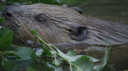 Vltava - zlat� �eka