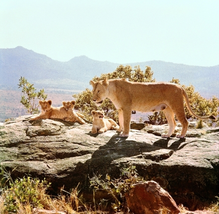 Vol�n� divo�iny