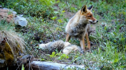 �ivot svi���