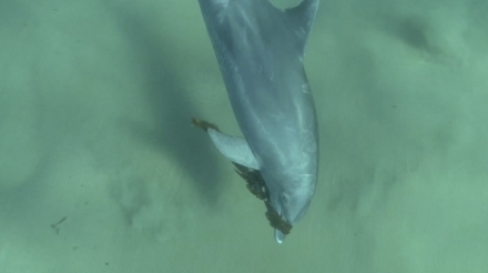 Z�bava a sex v �ivot� zv��at