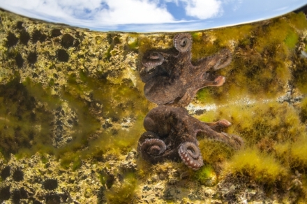 Portugalsk� jihoz�pad - pob�e�� ��p�