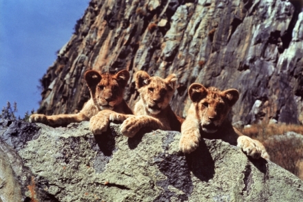 Divo�ina pat�� lv�m