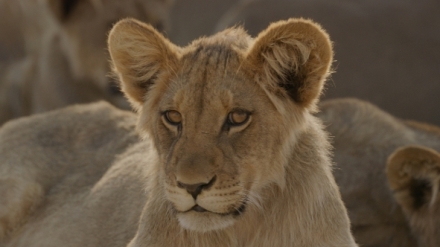 Divok� ko�ky (1/2)