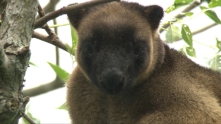 Kr�lovstv� divo�iny: Klokan stromov�