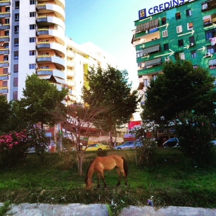 ڞasn� Alb�nie (1/2)