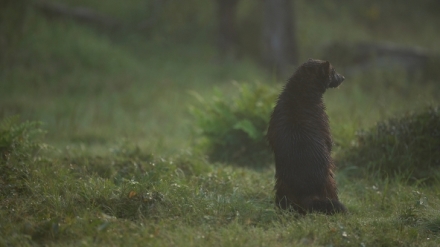 Rosom�k - ne�stupn� matka