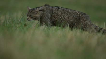 Divok� ko�ky (2/2)