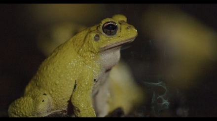 Kostarika - vzedmut� p��rody (3/3)