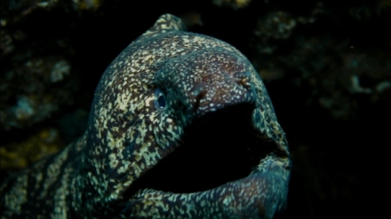 Kr�lovstv� divo�iny: Mur�na kidako