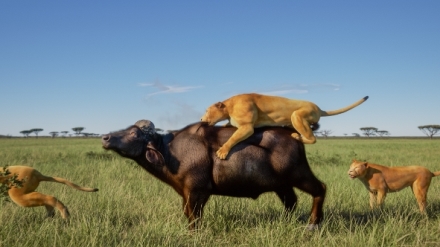 Pred�tor vs. ko�ist (2)