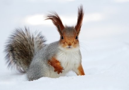 Nespoutan� zima (2)