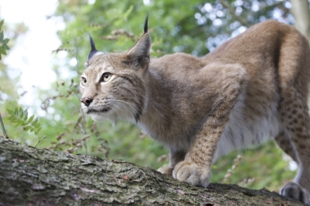 Karpat�t� pred�to�i (1/2)