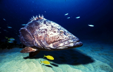 Mocn� oce�ny (1)