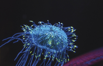 Odhalen� tajemstv� fluorescence (2)