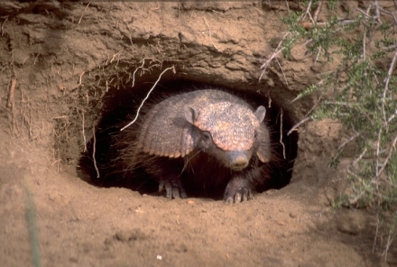David Attenborough: �ivot savc� (4)